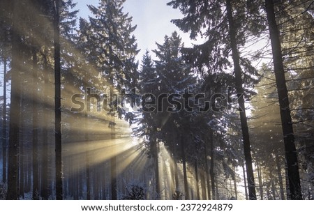 A photo showing the sun's light is shining through many pine trees in the forest in winter.