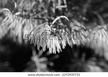 Nature, pine, conifer, black and white natural background for text