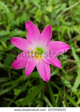 A pink eight-petalled flower. Anatural flower. Very stylish.