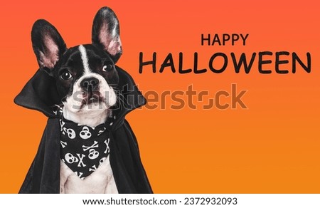 Happy Halloween. Charming puppy and Count Dracula costume. Isolated background. Close-up, indoors. Studio shot. Congratulations for family, relatives, loved ones, friends, colleagues. Pet care concept