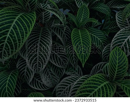 Natural leaves depict tropical forests