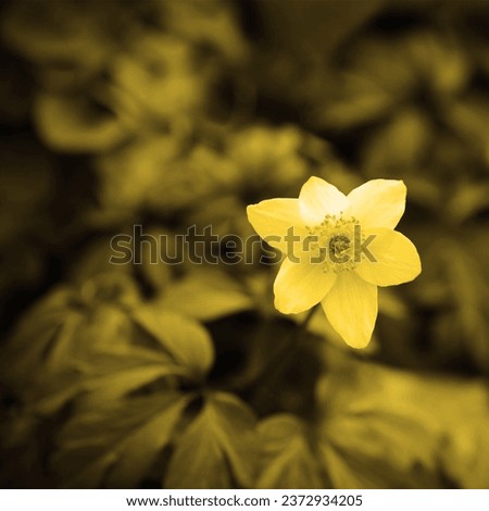 Blooming fresh flower, flowering plant, floral image, yellow color, natural background for text