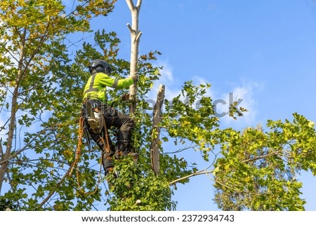 Professional arborist in safety gear climbs a maple tree with yellow autumn leaves, preparing to prune or cut it down. Royalty-Free Stock Photo #2372934743