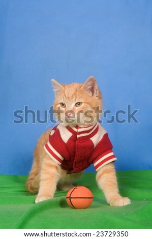 A kitten wearing a letterman jacket sits next to football on green and blue  background.