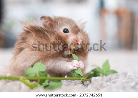Funny fluffy Syrian hamster eats a green branch of clover, stuffs his cheeks. Food for a pet rodent, vitamins. Close-up