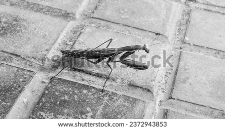 Mantis Religiosa on the pavement in Spain. Monochrome picture.