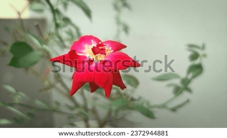 So beautiful red rose and rose green leaves view image photography. 