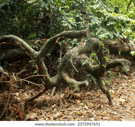 fallen tree trunks with forest background and dry leaves Royalty-Free Stock Photo #2372947651