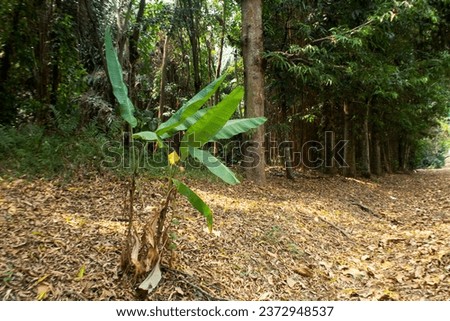 banana tree with forest background and dry leaves Royalty-Free Stock Photo #2372948537
