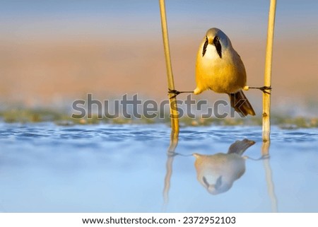 Funny bird. A bird that came to drink water. It clings to the reeds with its flexible legs. Water nature background. Bird: Bearded Reedling. (Panurus biarmicus). Royalty-Free Stock Photo #2372952103
