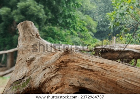 textured fallen tree trunk with natural background Royalty-Free Stock Photo #2372964737