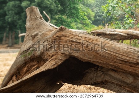 textured fallen tree trunk with natural background Royalty-Free Stock Photo #2372964739