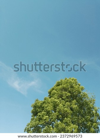 This picture is a picture of a lush tree against a blue sky