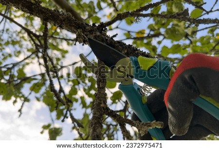 Pruning tree with clippers on backyard in village. Pruning  tools. Cut branch use branch cutter. Cutting branches on apple tree use Garden pruning shears. Trimming tree branch in rural garden.
 Royalty-Free Stock Photo #2372975471