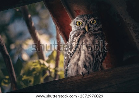 Little owl (Athene noctua) owlet perched under the roof in a derelict building in the countryside in a forest