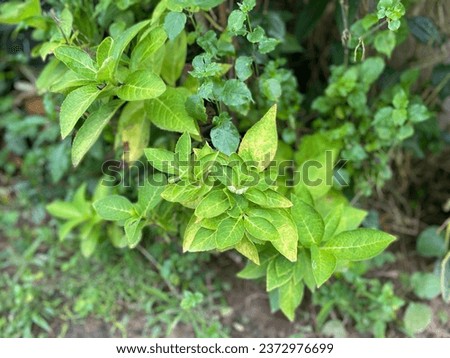 Trees planted at the edge of the leak cute little tree The leaves are greenish-yellow. Royalty-Free Stock Photo #2372976699