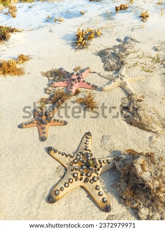 The horned sea star, or Protoreaster nodosus, is a common sight in the coral reef and shallow waters of Nusa Dua, Bali. With a diameter of up to 20 cm, and is easily identified by its vibrant color. Royalty-Free Stock Photo #2372979971