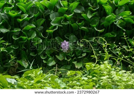 water hyacinth plant with blooming flowers, Eichornia crassipes, Pontederia crassipes Royalty-Free Stock Photo #2372980267