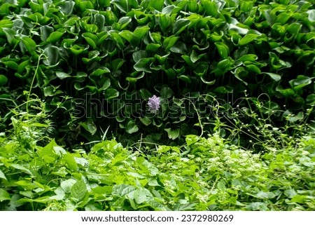 water hyacinth plant with blooming flowers, Eichornia crassipes, Pontederia crassipes Royalty-Free Stock Photo #2372980269