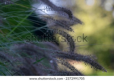 Pennisetum alopecuroides hameln foxtail fountain grass growing in the park, beautiful ornamental autumnal bunch of beautiful fountaingrass Royalty-Free Stock Photo #2372991705