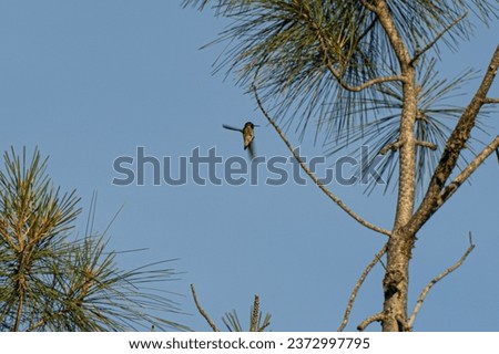 Photo of a hummingbird hovering in mid-air near a branch