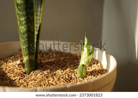 Sansevieria shoots grow next to the mother plant in the pot Royalty-Free Stock Photo #2373001823