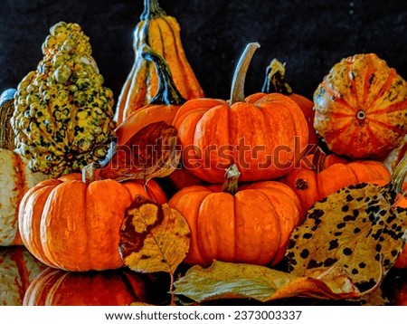 Autumn still life with pmpkins,squash, on black background