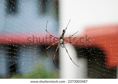 Nephila Spider web , reddish to greenish yellow in color with distinctive whiteness on the cephalothorax and the beginning of the abdomen