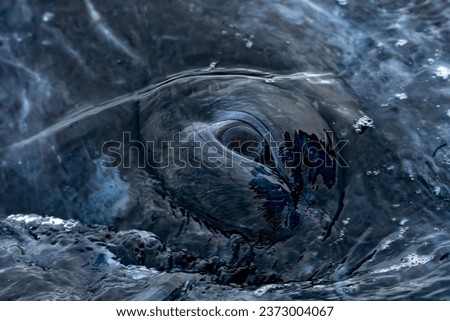 detail of eye of a grey whale in baja california sur, mexico Royalty-Free Stock Photo #2373004067
