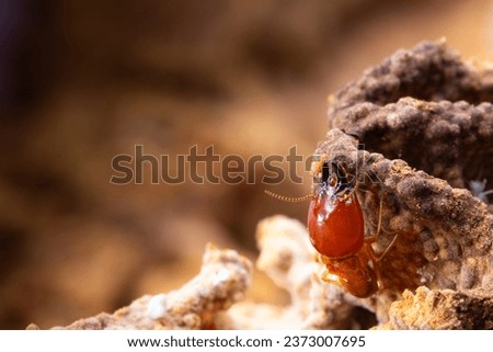 termites damage the home, macro close up termites in anthill Royalty-Free Stock Photo #2373007695