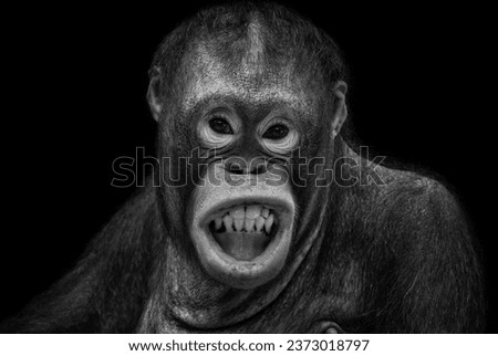 Fine Art picture of Orangutan smile, in black and white with grainy