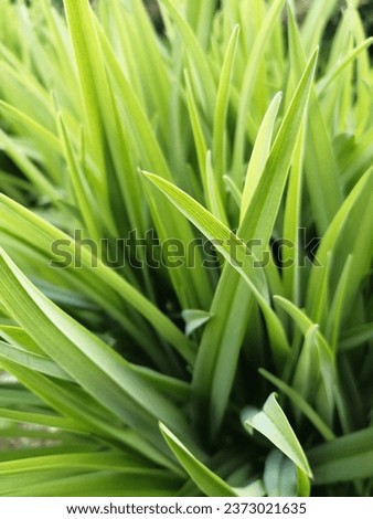Tender fresh foliage of the perennial herbaceous plant daylily (Hemerocallis) in spring.