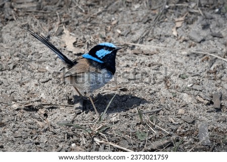 Male Superb Fairy Wren in breeding plumage isolated on natural background, small Australian native bird.