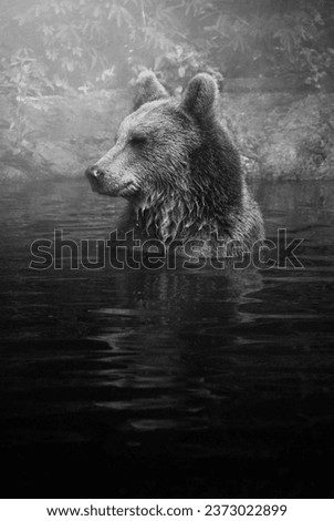 Bear portrait photo in black and white format with grainy