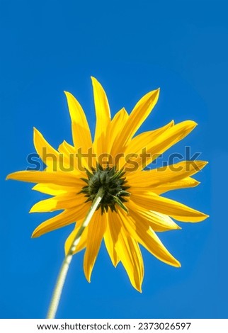 Bright yellow sunroot, topinambur or wild sunflower (Helianthus tuberosus). Macro close up of tall flower isolated on blue sky background. Colorful autumn bloomer from frog perspective in sunlight.