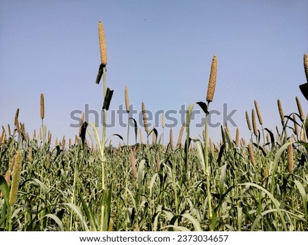 Pearl millet field image in village. 