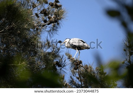 Grey Heron (Ardea cinerea cinerea) perched on a pine tree. Photo of a gray heron taken secretly through the branches. Water bird idea concept. Animal in the wild. Horizontal photo. No people, nobody.