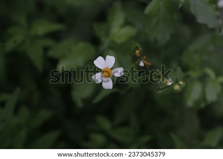 Bidens Pilosa Flowers are seen in a garden in Nakhon Sawan province, north of Bangkok on Oct 10, 2023. Royalty-Free Stock Photo #2373045379