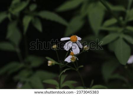 Bidens Pilosa Flowers are seen in a garden in Nakhon Sawan province, north of Bangkok on Oct 10, 2023. Royalty-Free Stock Photo #2373045383