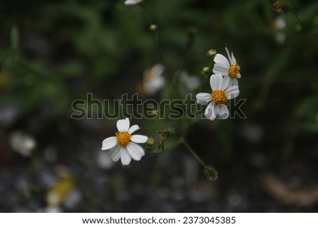 Bidens Pilosa Flowers are seen in a garden in Nakhon Sawan province, north of Bangkok on Oct 10, 2023. Royalty-Free Stock Photo #2373045385