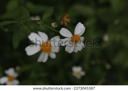 Bidens Pilosa Flowers are seen in a garden in Nakhon Sawan province, north of Bangkok on Oct 10, 2023. Royalty-Free Stock Photo #2373045387