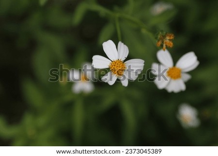 Bidens Pilosa Flowers are seen in a garden in Nakhon Sawan province, north of Bangkok on Oct 10, 2023. Royalty-Free Stock Photo #2373045389