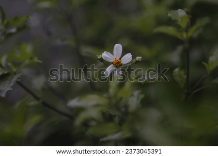 Bidens Pilosa Flowers are seen in a garden in Nakhon Sawan province, north of Bangkok on Oct 10, 2023. Royalty-Free Stock Photo #2373045391