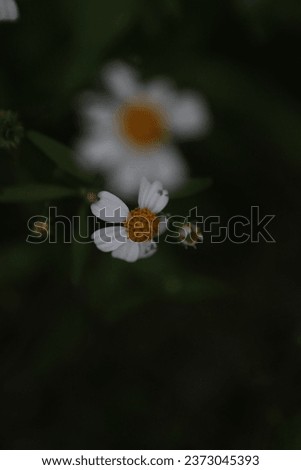 Bidens Pilosa Flowers are seen in a garden in Nakhon Sawan province, north of Bangkok on Oct 10, 2023. Royalty-Free Stock Photo #2373045393