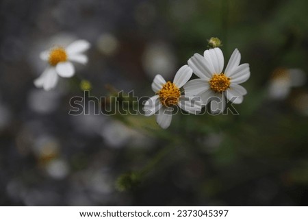 Bidens Pilosa Flowers are seen in a garden in Nakhon Sawan province, north of Bangkok on Oct 10, 2023. Royalty-Free Stock Photo #2373045397