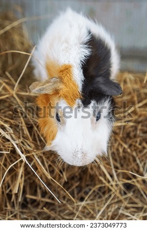 a close up of a guinea pig.