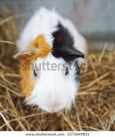 a guinea pig in a cage.