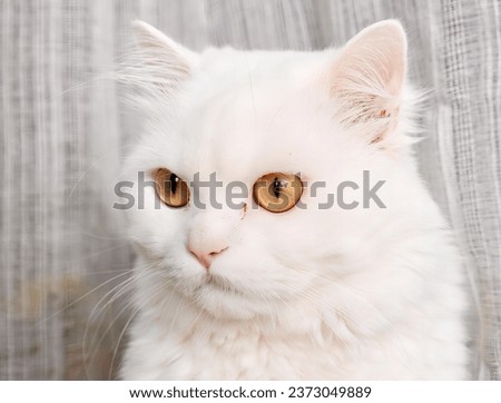 a white cat with yellow eyes.