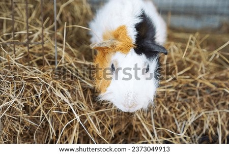 guinea pig in a cage.