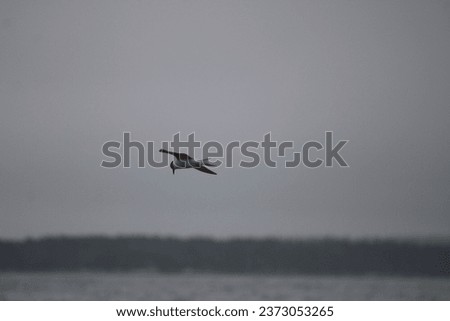 A common tern flying above the water on a foggy Summer day.